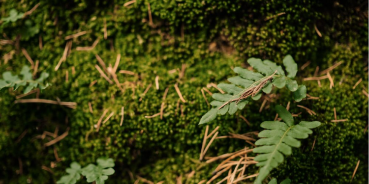 Forest science